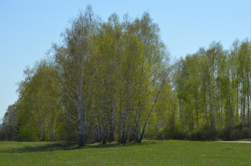 Fototapeta premium birch grove
