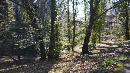 arboretum Sochi, Krasnodar Krai, Russia