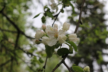 Drops of spring rain hanging on the petals of  apple flowers. Natural beauty.