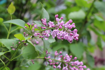 A bright bunch of flowers bloomed on a lilac bush in spring