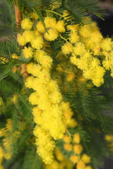 small mimosa flowers blossomed in spring