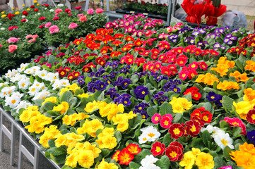 primroses flowers blossomed in spring for sale in the flower mar