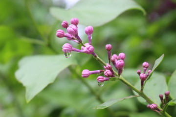 
Raindrops hanging on lilac buds on a spring day