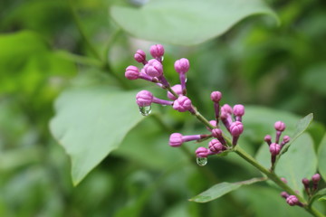 
Raindrops hanging on lilac buds on a spring day