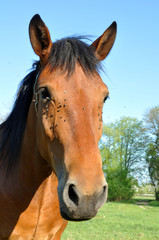 Horse head close-up with many flies near the eyes.