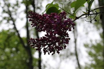 A bright bunch of flowers bloomed on a lilac bush in spring