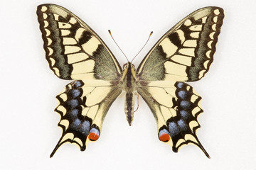 Papilio machaon

