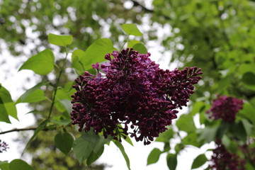 A bright bunch of flowers bloomed on a lilac bush in spring