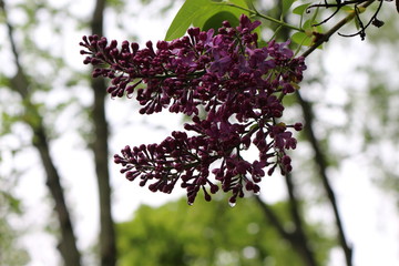 A bright bunch of flowers bloomed on a lilac bush in spring