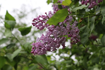 A bright bunch of flowers bloomed on a lilac bush in spring