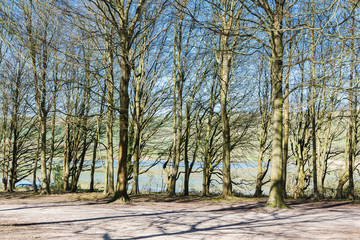 Friston forest near Seaford, East Sussex, England, view of the trees in spring, river Cuckmere on the background, selective focus