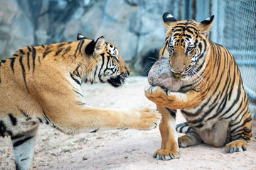Two tiger playing with fun dried Coconut