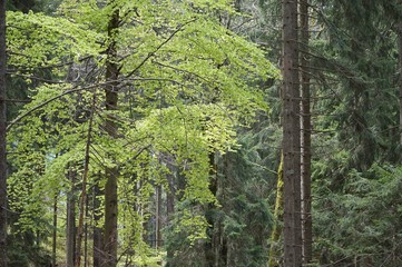 Obraz premium Frühlingsfrische im Wald