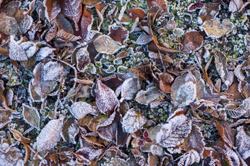 Frozen Leaves