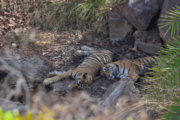 Obraz premium Bengal tiger sleeping
