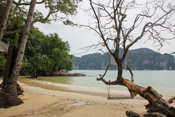 Beautiful beach with vegetation and trees in the Phi Phi Islands of Thailand
