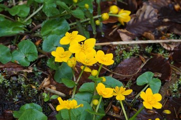 Sumpfblumen am Bichlersee