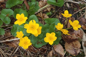 Sumpfblumen am Bichlersee