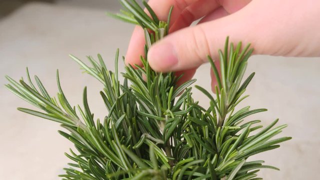 Woman with fresh rosemary in jar, closeup