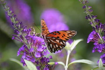 butterfly landing