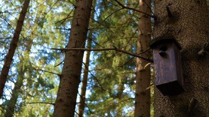 
Bird feeder on the tree. In the background a green forest