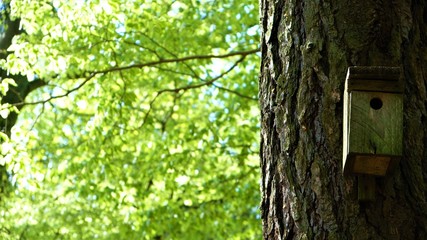 
Bird feeder on the tree. In the background a green forest