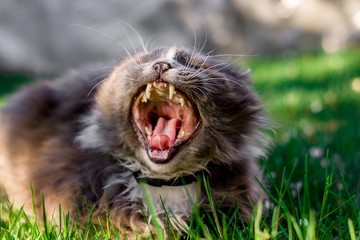 cat with open mouth in the grass. beautiful cat