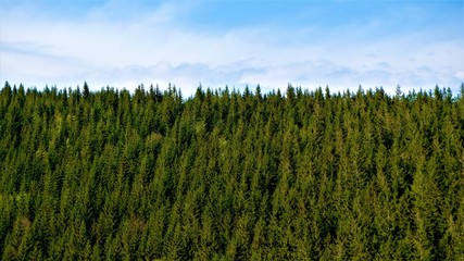 
Landscape with coniferous trees and blue sky