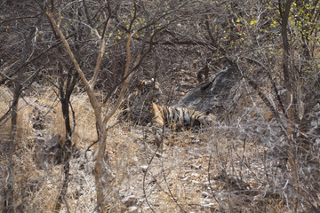 tiger in the wild