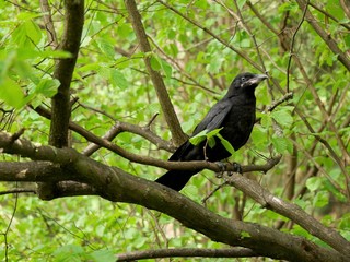 A young rook sits on a branch in the forest.