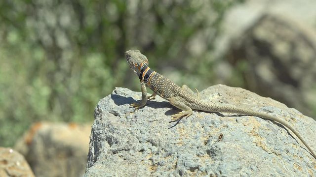 Great Basin Collared Lizard basking in the sun in the Utah West Desert at Topaz Mountain.