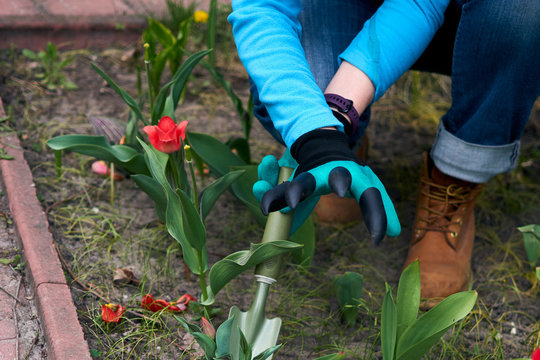 Senior adult woman in gloves is planting seedling tulpin flowers in soil in the backyard garden. Closeup on gardener's hands.
