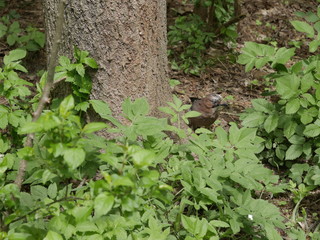 Jay peeks out of a bush in a forest.