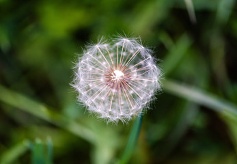 dandelion on the green background