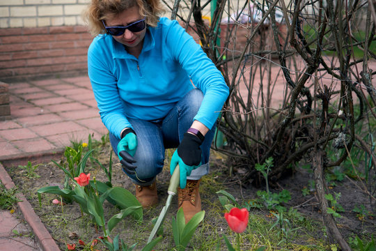 Senior adult woman in gloves is planting seedling tulpin flowers in soil in the backyard garden. Closeup on gardener's hands.