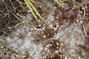 Silver bud  Perl  Plant