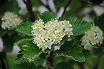 flowering red rowan on a tree in the garden