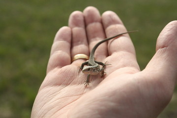 small lizard is being warmed on human palm, tiny dragon in hand