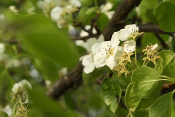 close up of white blooming flower on branch of pear tree