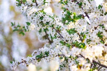 Branches of blossoming apricot macro with soft focus on gentle light blue sky background. For easter and spring greeting cards with beautiful floral spring abstract background of nature