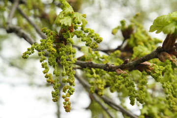 spring, awakening nature, young leaves, how oak is blooming, closeup branch of tree