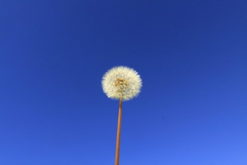 flower of desires in blue sky