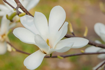 Magnolia white blossom tree flowers, close up branch, outdoor.