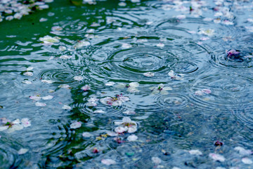 波紋の出来た水溜まり