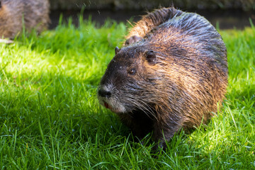 Nutria, Coypu auf einer Wiese