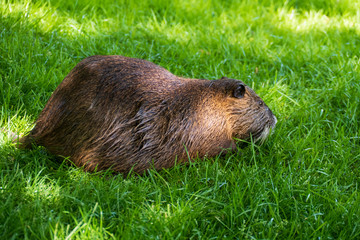 Nutria, Coypu auf einer Wiese