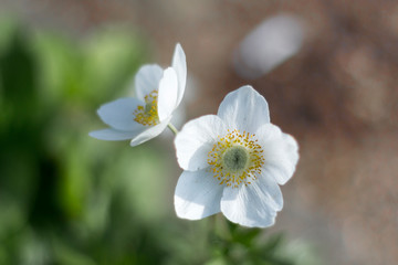 Obraz na płótnie Canvas White flowers on a blurry background close-up.