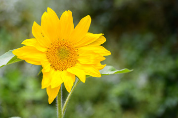 Portrait of sunflower blooming in the garden outdoors