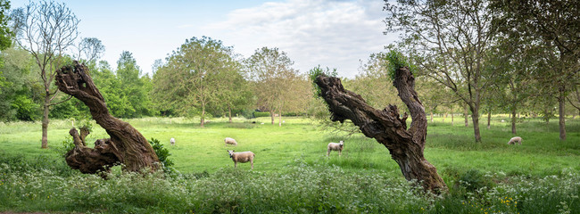 old willows and sheep in spring landscape near utrecht in holland
