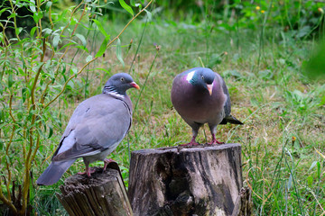 Ringeltauben bei der Futtersuche	